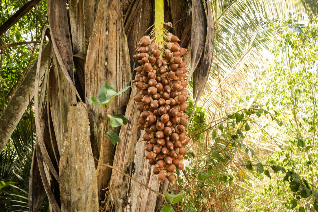 EL BABASÚ: el tesoro natural del Amazonas para el cuidado de la piel,cabello, uñas y barba