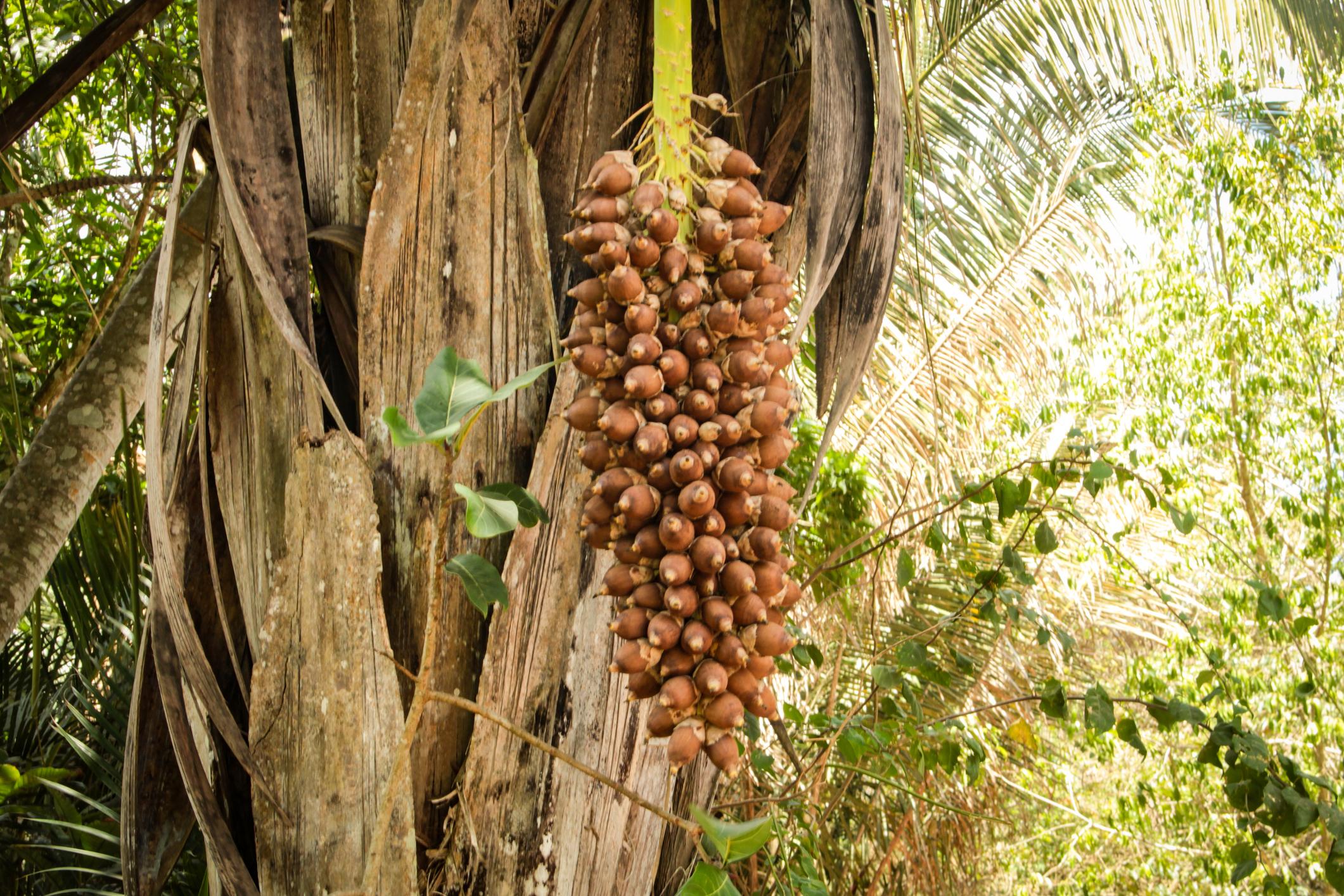 EL BABASÚ: el tesoro natural del Amazonas para el cuidado de la piel,cabello, uñas y barba