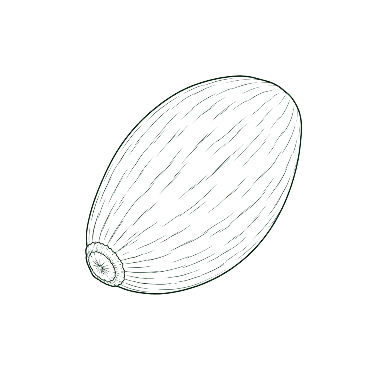 semillababasu.webp